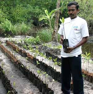 man planting trees